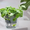 Pots de fleurs Pot de fleur paresseux innovant Pot de fleurs à absorption d'eau automatique Pot de fleurs en plastique transparent à arrosage automatique plantes dosettes de pépinière YQ240109