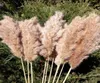 Stjälkar naturliga torkade pampas gräsblommor hög stor fluffig för hemmakontor bröllopshändelser dekoration rå färg plym blomma gäng s9478768