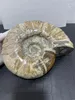 Decorative Figurines 3.3kg Rare Iridescent AMMONITE SHELL GEM SPECIMEN HEALING