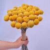 Decoratieve Bloemen 20 stks Natuurlijke Plantaardige Gedroogde Kleur Billy Balls Eeuwig Leven Bloem Bal Home Decor Bruidsboeket DIY Materiaal