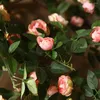 Dekorativa blommor Simulering Rose Realistisk hängande konstgjord grön växt för hembröllopsdekor Långvarig faux silketrädgård