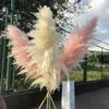 Decoratieve Bloemen 70-80 Cm Natuurlijke Riet Gedroogde Bloem Wit Roze Grote Pampas Gras Boeket Huwelijksceremonie Decoratie Modern Huis