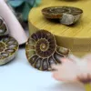 Natural Spotted Coloured Snail Fossils Double Sided Half Cut Sea Snail Paleontological Fossil Mineral Specimens DIY Jewelry Accessories Equipped with