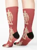 Носки со статуей Августа, носки, хлопковые милые носки, классные носки, дизайнерские мужские носки, женские 240110