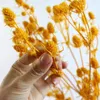 Decorative Flowers 100g Natural Preserved Lover Fruits Dried Flower For Wedding Decoration Living Room Home Dry Plants Bedroom Wall DIY