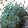 50PcsLot Natural Real Peacock Feathers for Crafts Long Feathers Peacock Feather Peacock Jewelry Peacock Decor Plumas Carnaval 240111