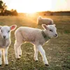 Coleiras de cachorro gravata coleira de ovelha puxando corda cavalo segurança animal ajustável cabo de alimentação lona