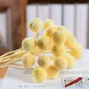 Fleurs décoratives 10 pièces jaune séché Craspedia or orbes Eternell préservé stabilisé Billy Ball mariage décor à la maison décoration