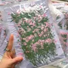 装飾的な花12pcs 5-6cm乾燥花ヘッド樹脂型のために乾燥した手embossed植物POフレーム電話ケースブックマーク手作りdiy