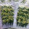 装飾的な花12pcs 5-6cm乾燥花ヘッド樹脂型のために乾燥した手embossed植物POフレーム電話ケースブックマーク手作りdiy