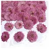 Fleurs décoratives 30 pièces pressées séchées 2-3cm violet marguerite fleur plante herbier pour bijoux signet carte postale étui de téléphone Po fabrication de cadre