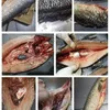 Vertikale kommerzielle automatische Fischverarbeitungsmaschine, Hochgeschwindigkeits-Schabewaage, Fischausweidemaschine, Fischtötungsmaschine