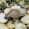 Oggetti decorativi Figurine Simation Mini Turtle Micro Paesaggio Ornamenti Giardinaggio Balcone Vaso di fiori Succents Decorazione Tortois Dhvtr