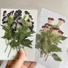 Fleurs décoratives 5-8CM / 1224PC véritable branche de fleur de Torenia Fournieri séchée et pressée naturelle bricolage pour la fabrication de bougies de bijoux en résine époxy