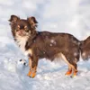 Dog Apparel Waterproof Shoes No Slip Winter Boots Reflective Pet Snow Rain Warm Botties For Chihuahua Pitbull