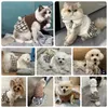 Vêtements pour chiens Robe douce avec écharpe Manteau d'hiver Chaud Doux Chiot Princesse Jupe Ours Imprimer Chat Pet Otfits Chihuahua Vêtements