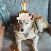 Hundhalsar Happy Birthday Hat Plush Cake Pet Party Custom Accessory Supplies Toy