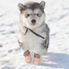 개 의류 신발 통기성 작은 중간 큰 개 부츠 운동화 가을 겨울 야외