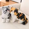 Plush Dolls Symulacja amerykańska krótkowłosna kota pluszowa zabawka wypchana Plush Plush Siamese Cat Animals Toys for Children Pet Cey Dekoracja zabawek