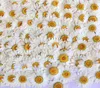 100 pièces fleurs séchées de marguerite blanche fleur pressée naturelle pour étui de téléphone portable en résine pendentif bracelet bijoux matériel de décoration 26855097