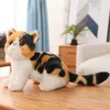 Plush Dolls Symulacja amerykańska krótkowłosna kota pluszowa zabawka wypchana Plush Plush Siamese Cat Animals Toys for Children Pet Cey Dekoracja zabawek