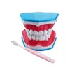 Modèle de brosse à dents de grandes dents avec des modèles de brossage dentaire de dentisterie de langue pour l'enseignement étudiant la livraison directe Santé Beauté Oral Dhsth