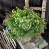 Kwiaty dekoracyjne gwiaździste niebo zielone kolory emulacyjne Zestaw Floriculture Buquet Bridal Green Plant Decoration Wedding Landscape