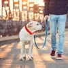 Hundehalsbänder Sportzubehör Halsband Tuch Welpe Haustier Personalisiert Dekorieren Kleines Accessoire für Einstellbar