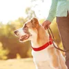 Hundehalsbänder Sportzubehör Halsband Tuch Welpe Haustier Personalisiert Dekorieren Kleines Accessoire für Einstellbar