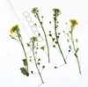 Dekorativa blommor 200 st -pressade torkade Draba nemorosa blommor växter herbarium för epoxi harts smycken gör bokmärke ansikte makeup nagelkonst