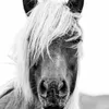 Peintures Noir et Blanc Cheval Tête Affiche Art Peinture Animal Chevaux Photographie Toile Art Prints Maison Chambre Mur Photo Décor Moderne