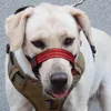 Collari per cani con museruola morbida che prevengono l'abbaiare delle museruole con cinturino regolabile Accessori di abbigliamento per giocare all'aperto camminando a casa