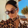 Sunglasses 2024 Cat Eye Fashion Plastic Women Vintage Small Leopard Men Sun Glasses Mirror Retro For Female UV400