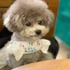 小犬用のかわいいクマのペットハーネス