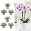 Flores decorativas 3 pacotes de folhas cinzentas geladas em vasos de plantas exclusivas para decoração de casa elegante feita de meio ambiente