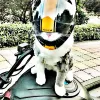 Caps Atuban Handsome Pet Casque, mignon Cat chien Cap Cap extérieur Antidoor Mini Casque de moto