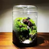 Micro Landscape زجاجات زجاجية الإبداع Dew Collection Glass Glass Moss Moss Bansai Glass Glass Decor