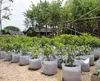 バッグ織られていない木の鍋ハンドルルートコンテナ植物ポーチ苗木植物ZZ付きバッグを栽培