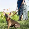カラーヘビーデューティープレーンレザーペットドッグカラーリーシュセットは、小さな中程度の大きな犬の品種ピットブルボクサーブルドッグS 2xlブラウンを調整可能