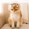 Acessórios gato focinho anti mordida respirável máscara de aliciamento focinhos para morder banho beleza ferramenta viagem proteger espaço capa acessórios do gato