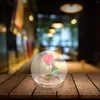 Vases Couvrets de fleurs conservés Couvre-dômes en verre délicats avec des petites plantes Cloche de base