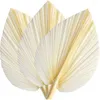 Dekoratif figürinler büyük beyaz kuru palmiye yaprakları - Premium kalite 3 adet zarif modern boho ev düğün dekor duvar sanatı