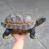 Tortuga de simulación de resina, adornos de animales, jardín, piscina, decoración de jardín, muebles para el hogar A313 T200709284u