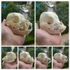 Большой, уникальный, настоящий натуральный образец черепа собаки-11-14 см, 4, 3-5, 5 дюймов, 1 шт., череп отправляется случайным образом185N