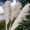 Белый натуральный тростниковый сушеный цветок, большой пампасный букет из травы, свадебное украшение для цветочной церемонии, современное украшение для дома, осенний декор219r