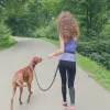 Trasportino per cani Corda da trazione Mani libere Guinzaglio per cani con marsupio Tirare il cane da corsa Cintura elastica retrattile Imbracature riflettenti Forniture per cani