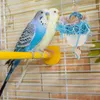 Altre forniture per uccelli Pappagallo che morde Gabbia giocattolo Giocattolo appeso Gabbia per uccelli Decorazione per animali domestici