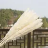 15x Natural Dried Pampas Grass Reed Home Wedding Flower Bunch Decor286h