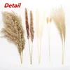 Naturtorkade Pampas Phragmites Rabbit Tail Grass Bouquet som används för Bohemian Nordic Home Decoration Wheat Ear Wedding Decoration 240131