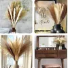 Naturtorkade Pampas Phragmites Rabbit Tail Grass Bouquet som används för Bohemian Nordic Home Decoration Wheat Ear Wedding Decoration 240131